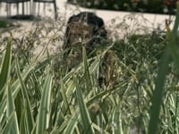 Cena: O gambá do condomínio