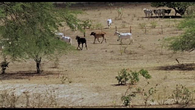 Longa Rio Cigano-teaser