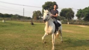 Habilidade - Cavalo e Carroça