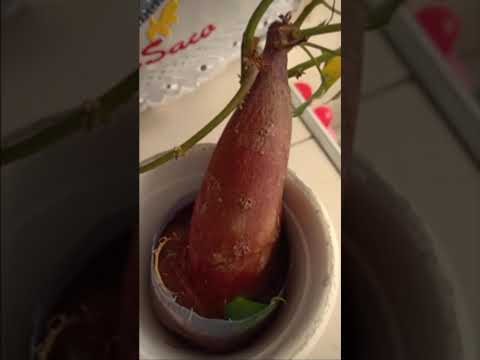 Dilatação do Tempo