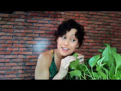 Mãe de planta
