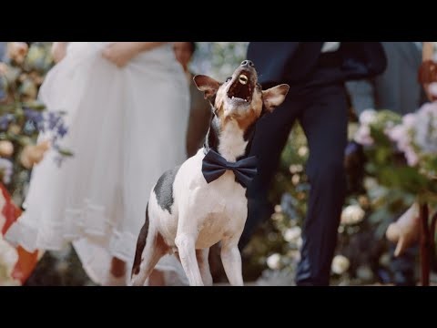 "Casamento" - Plano de Saúde Petlove (representado por Pesquisa de Elenco)
